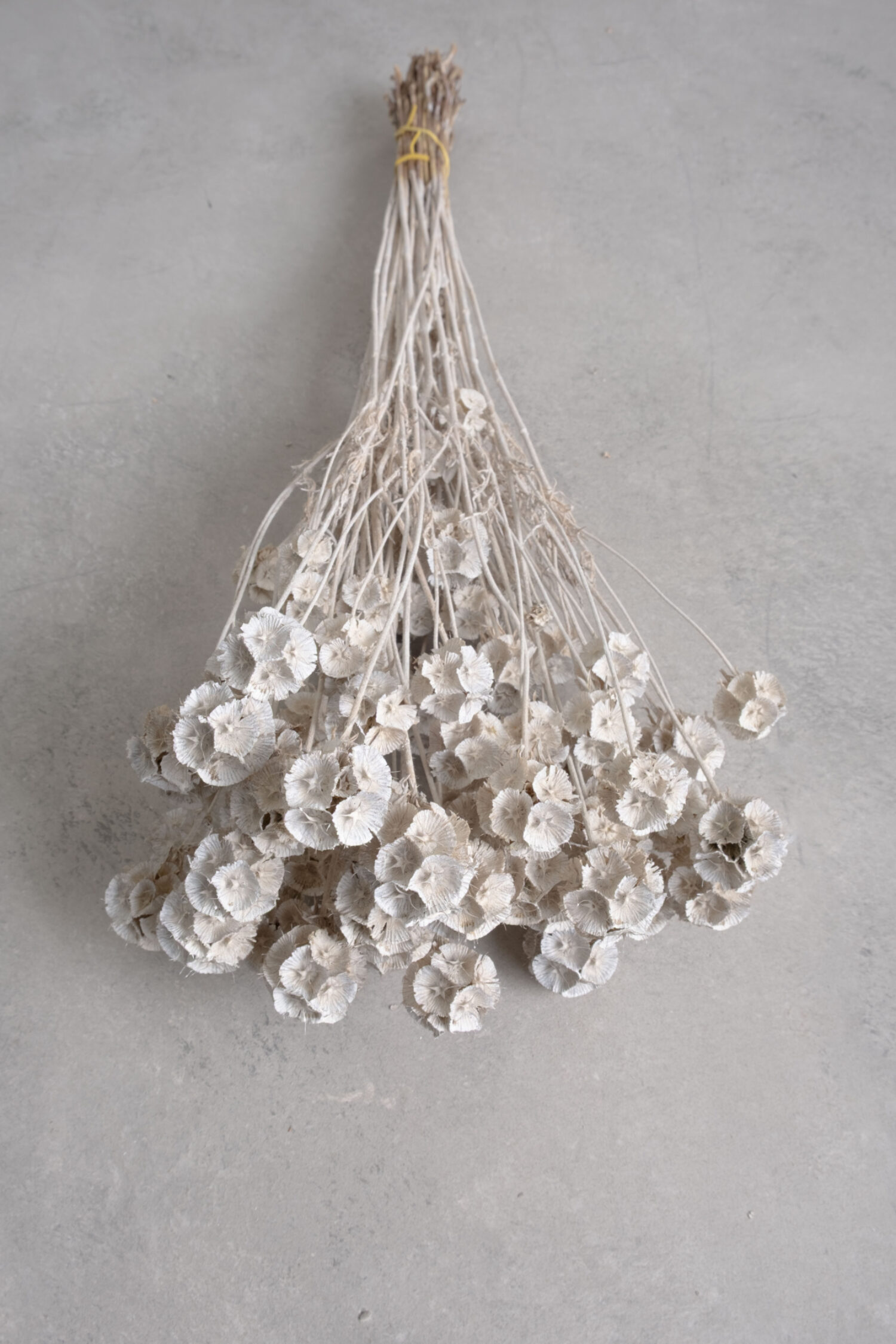 Scabiosa stellata pod bunch