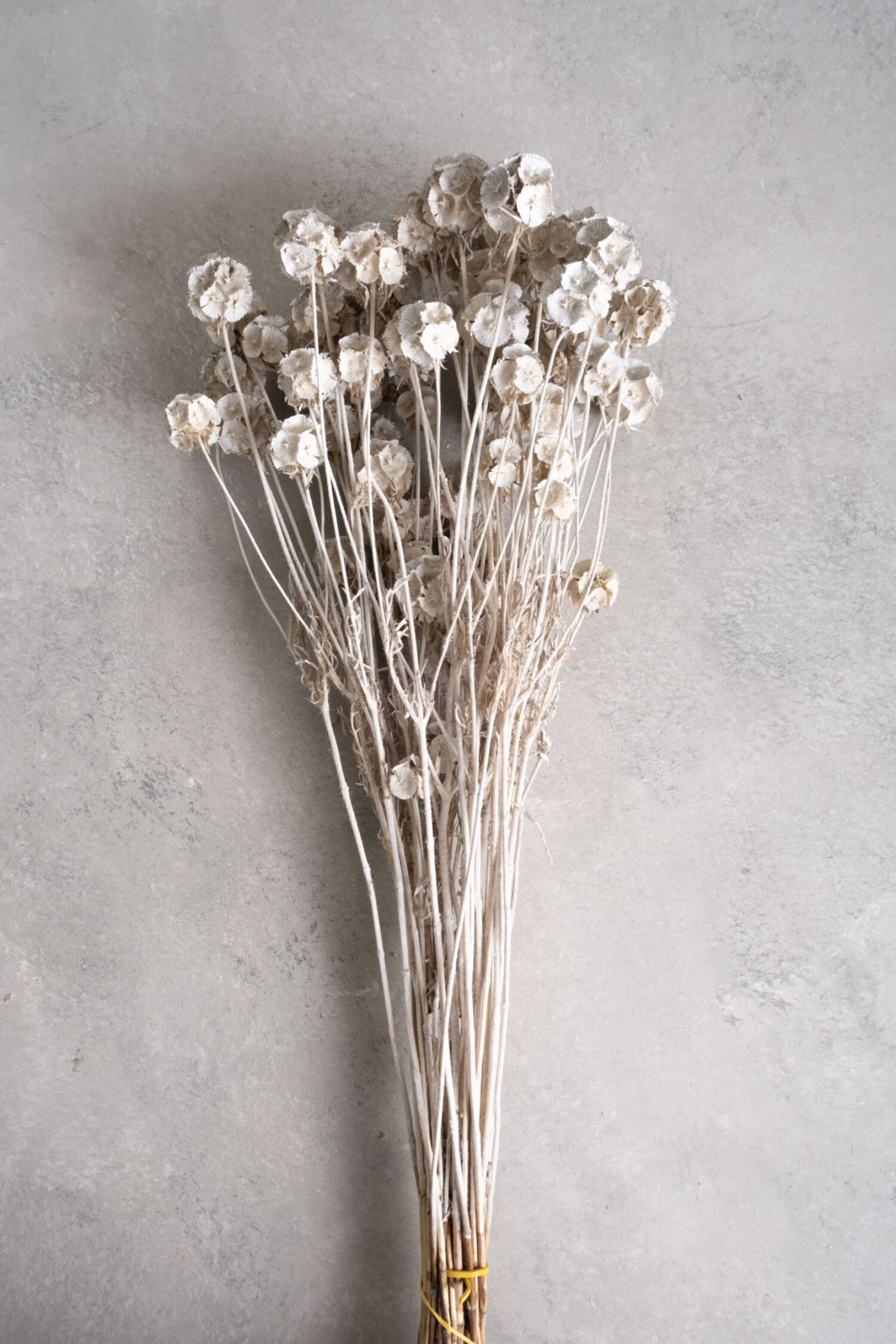 Scabiosa stellata pod bunch
