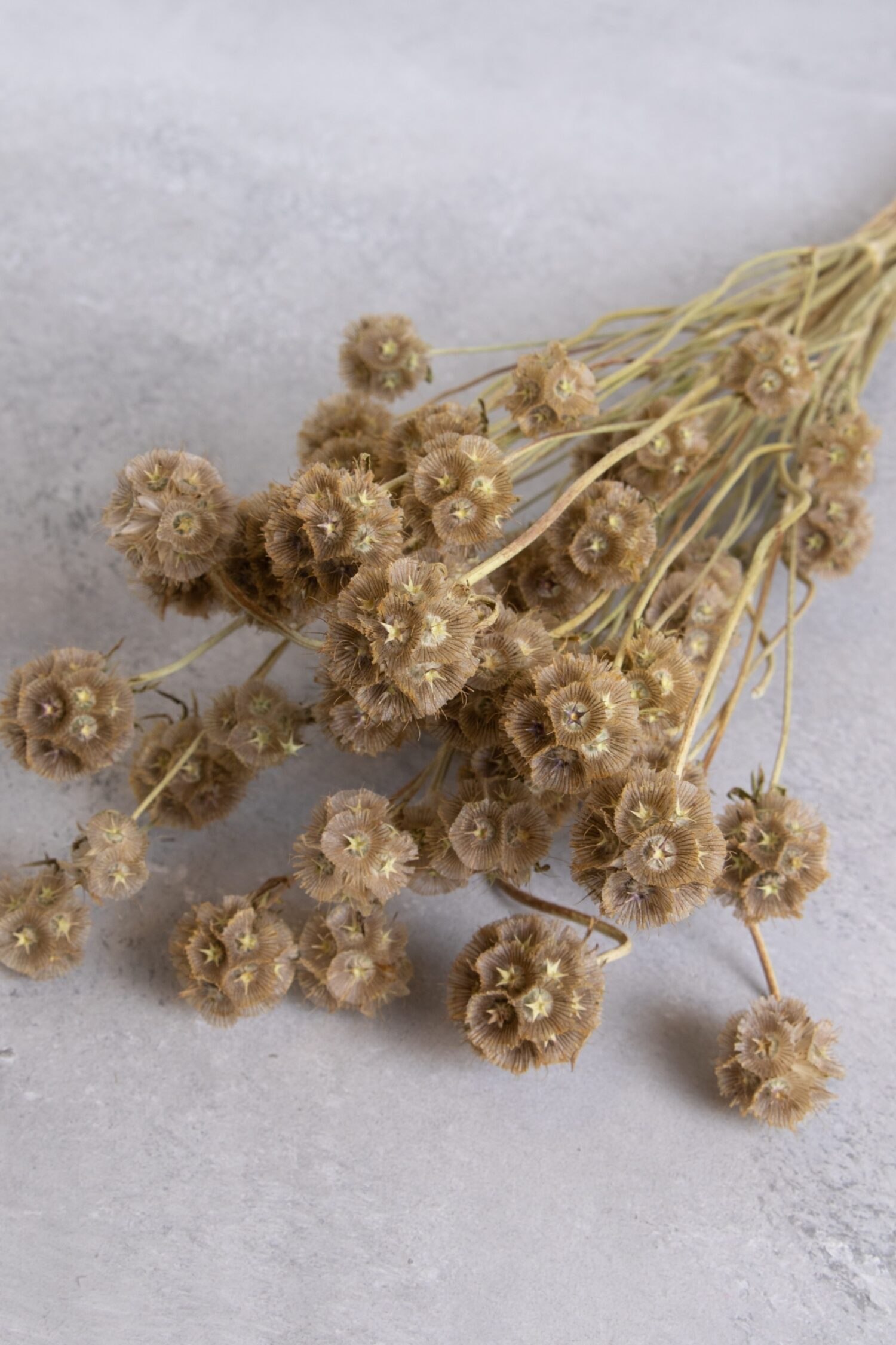 Scabiosa stellata pod bunch