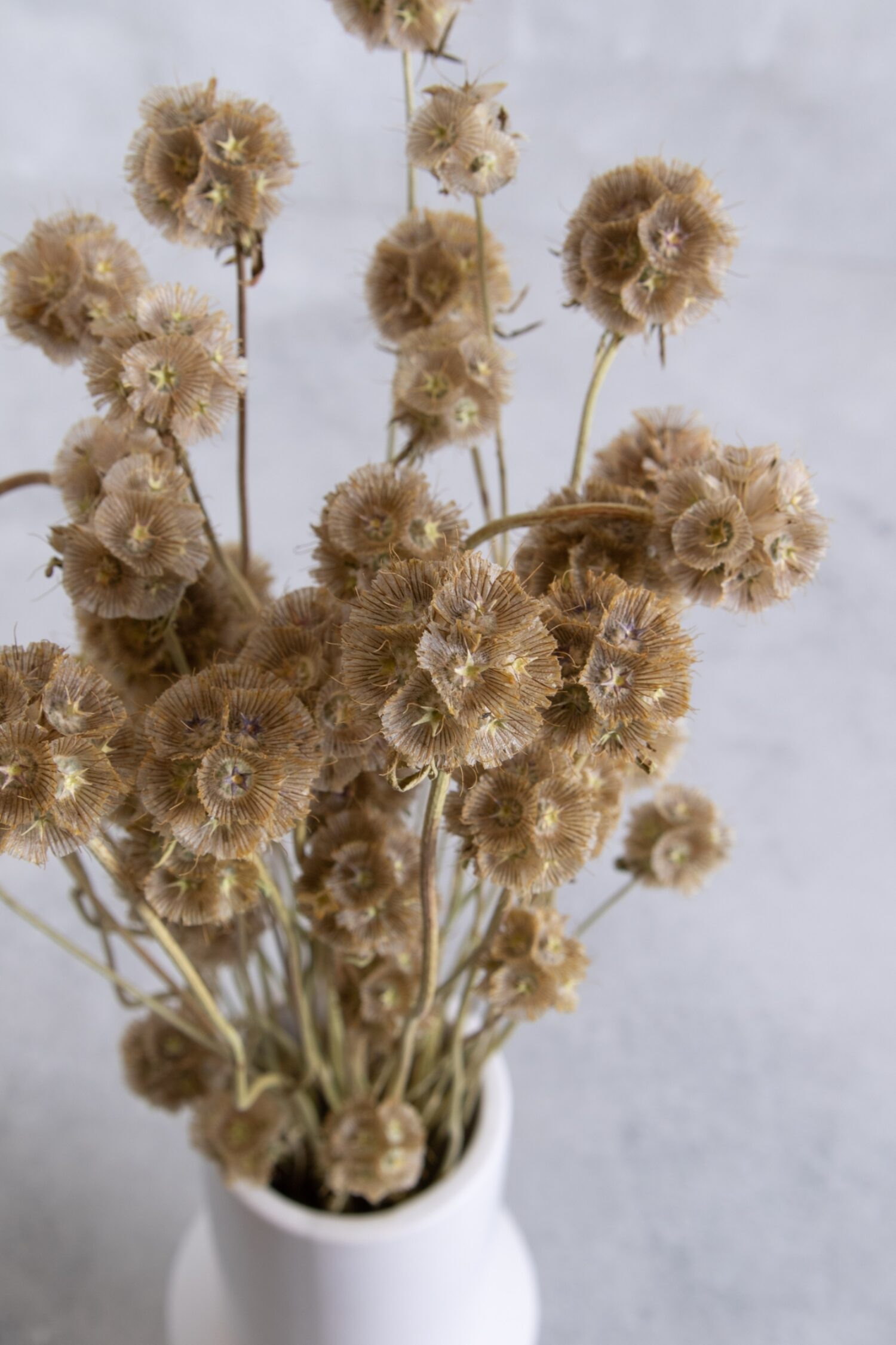 Scabiosa stellata pod bunch