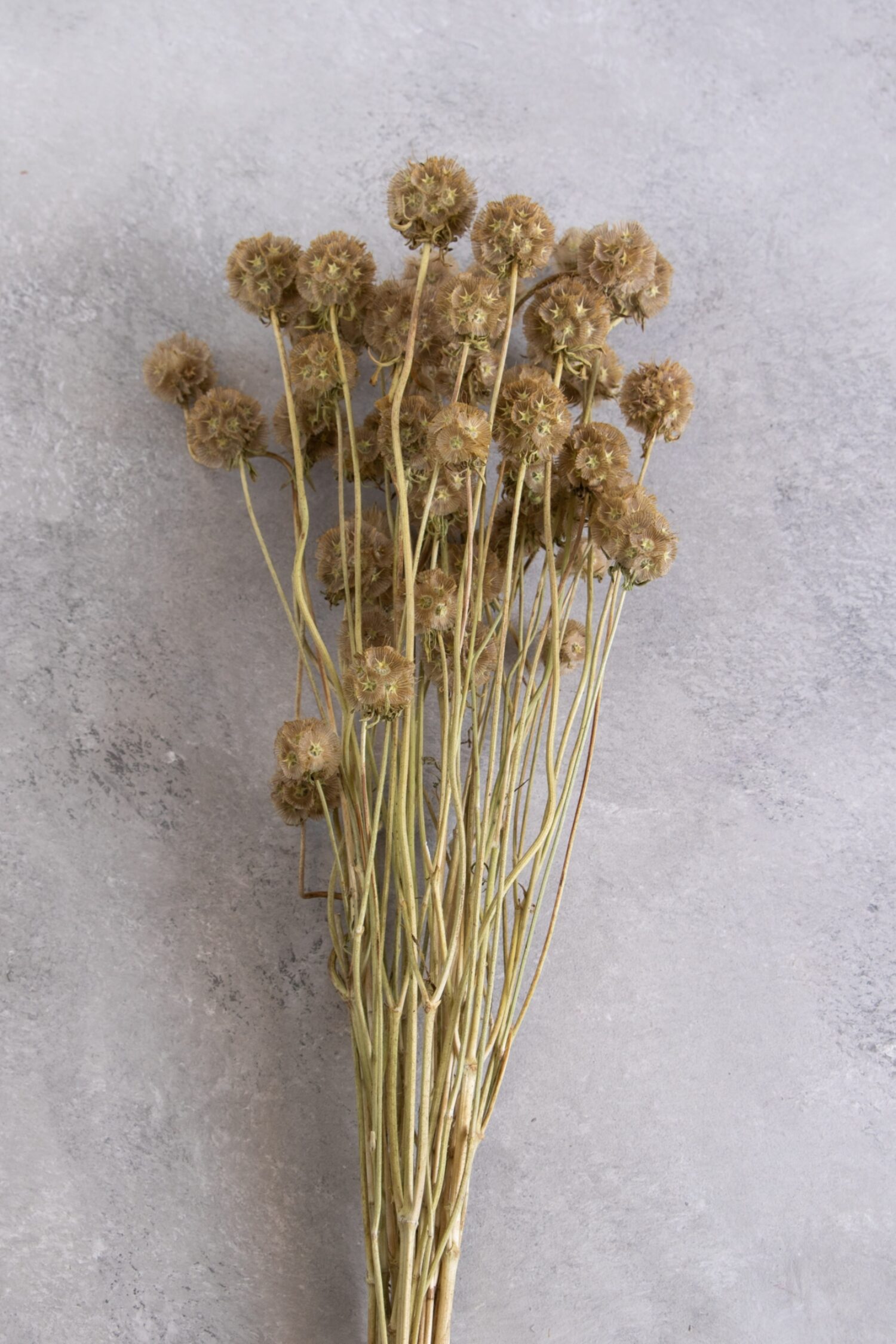 Scabiosa stellata pod bunch