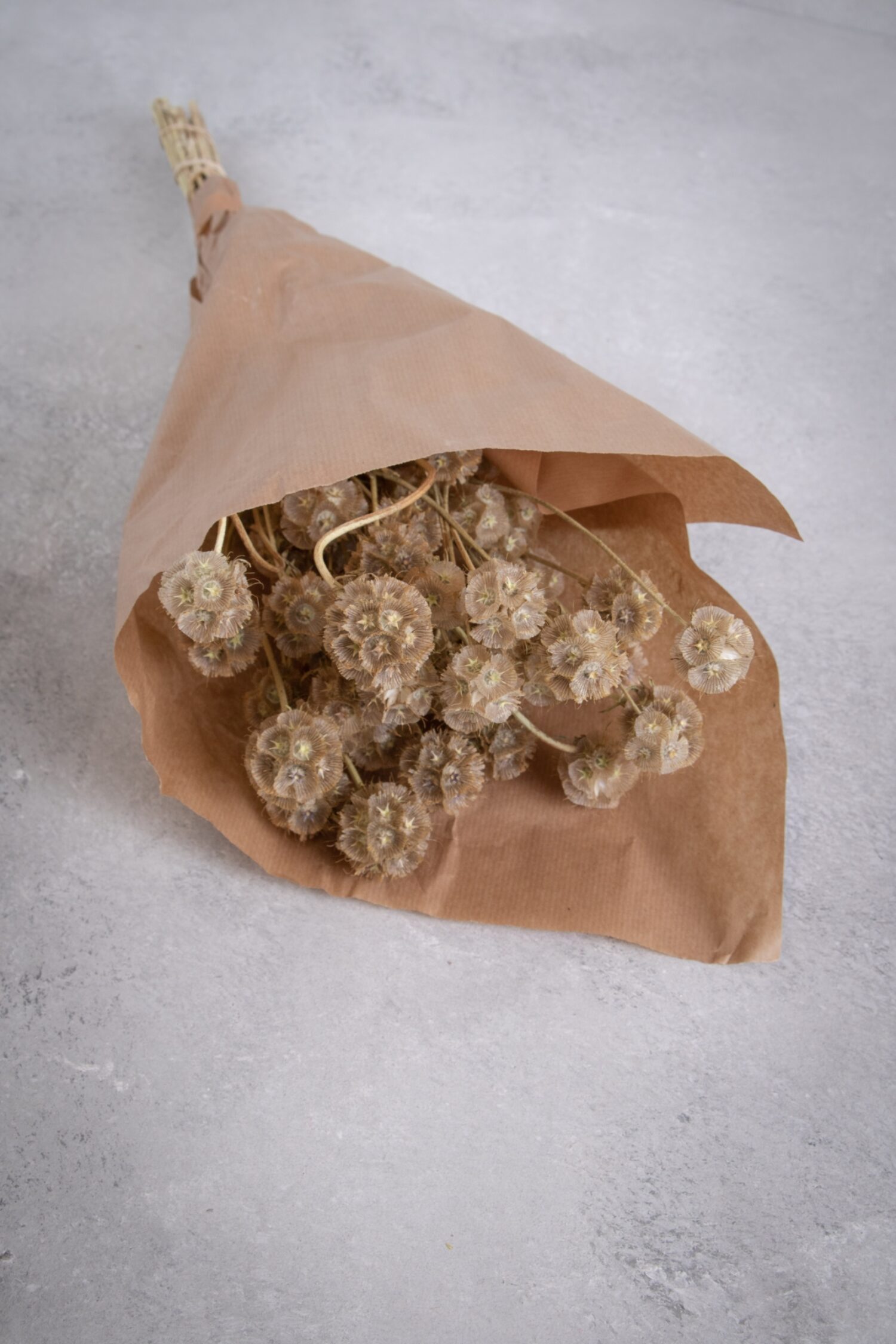 Scabiosa stellata pod bunch