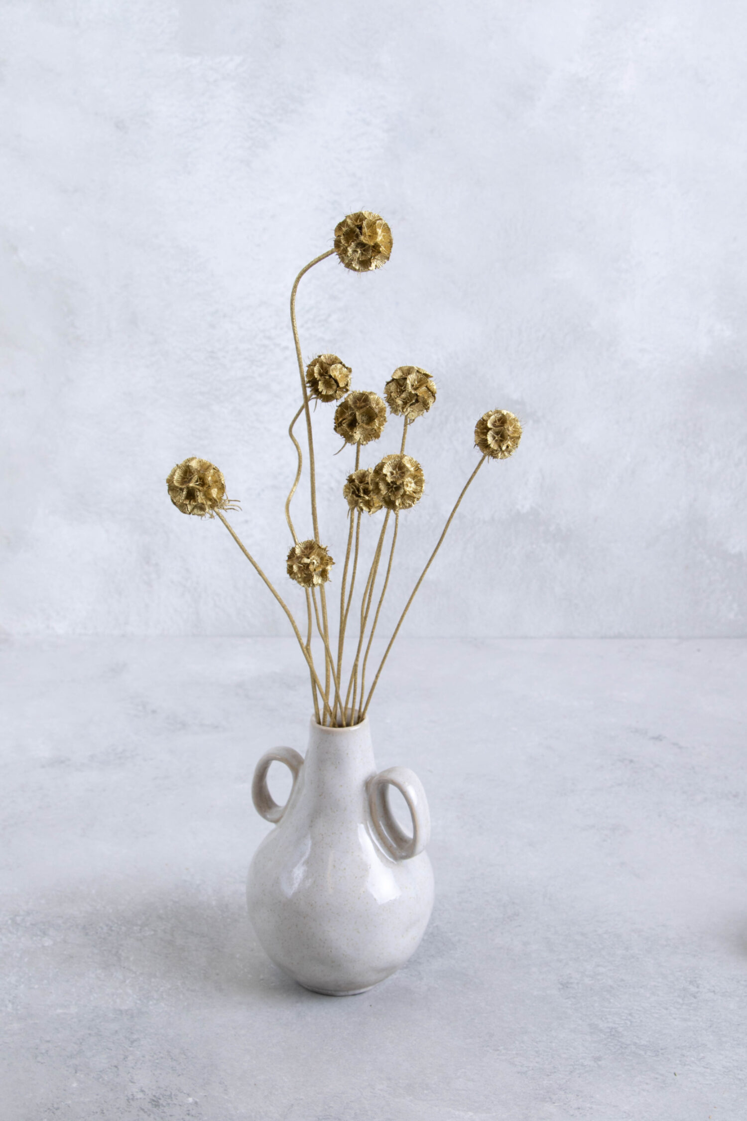 Scabiosa stellata pod bunch