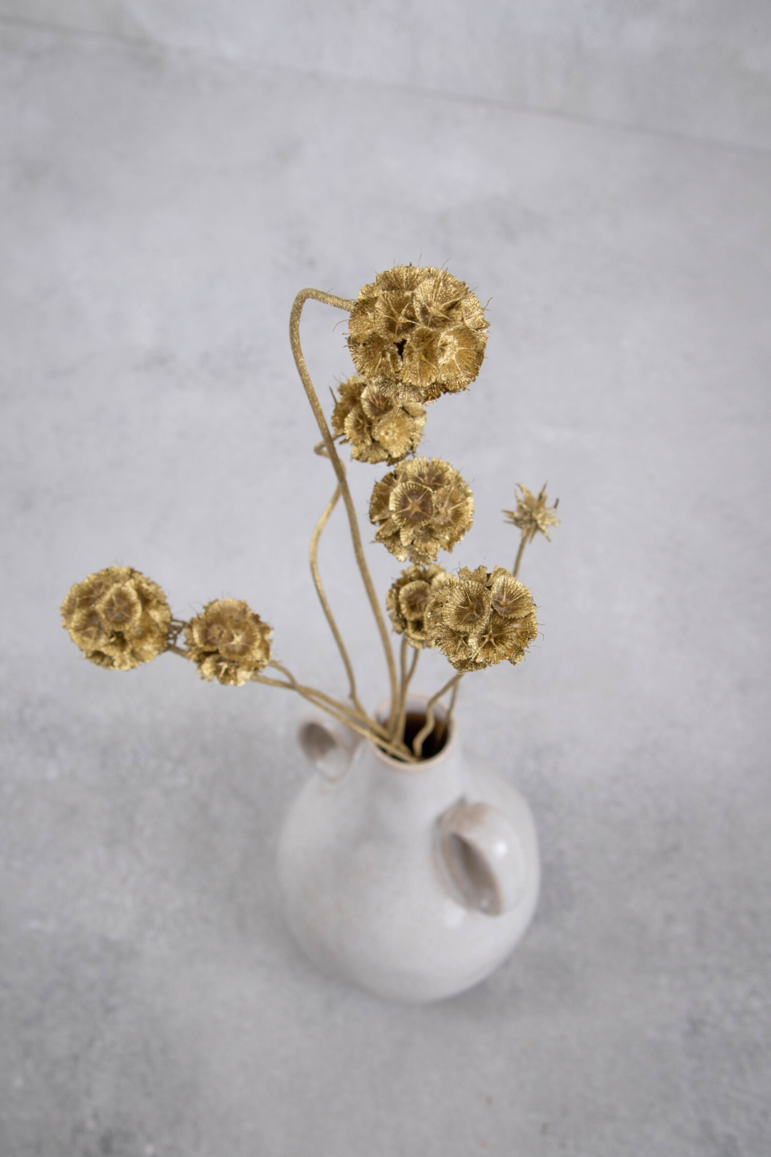 Scabiosa stellata pod bunch