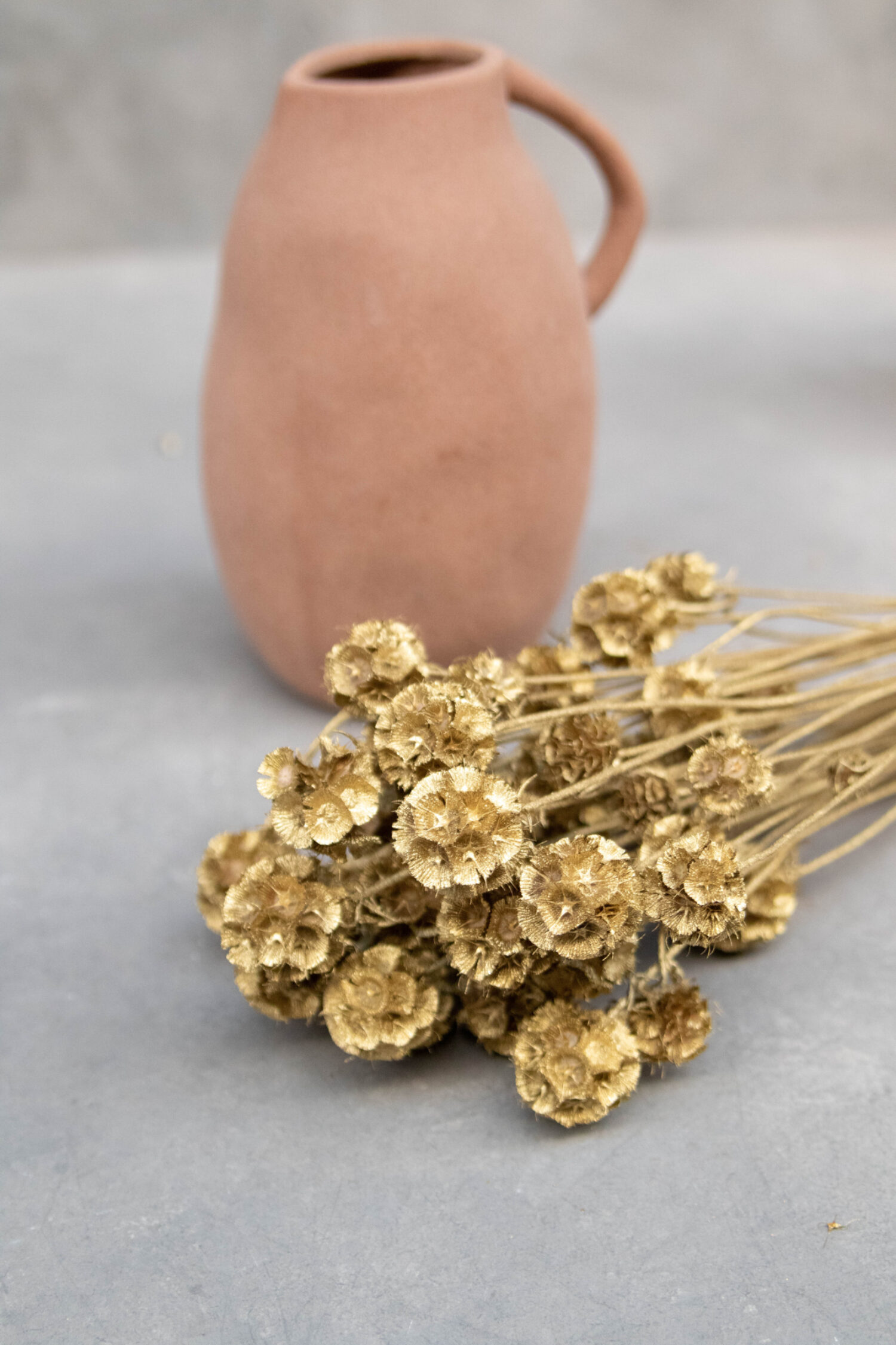 Scabiosa stellata pod bunch