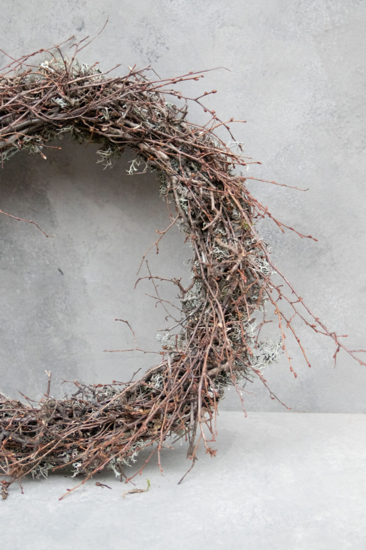 Grey moss wreath thin wild bonsai