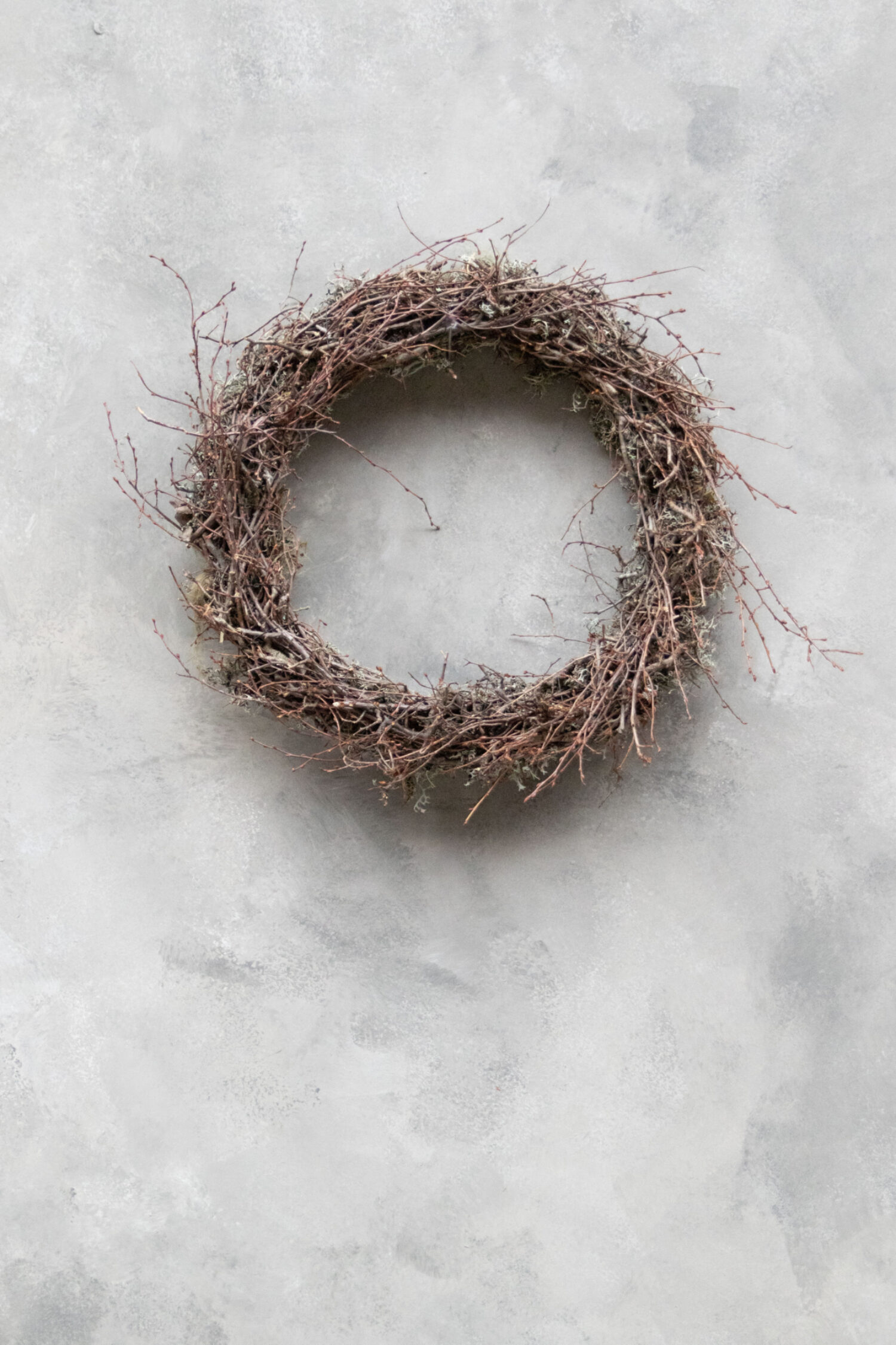 Grey moss wreath thin wild bonsai