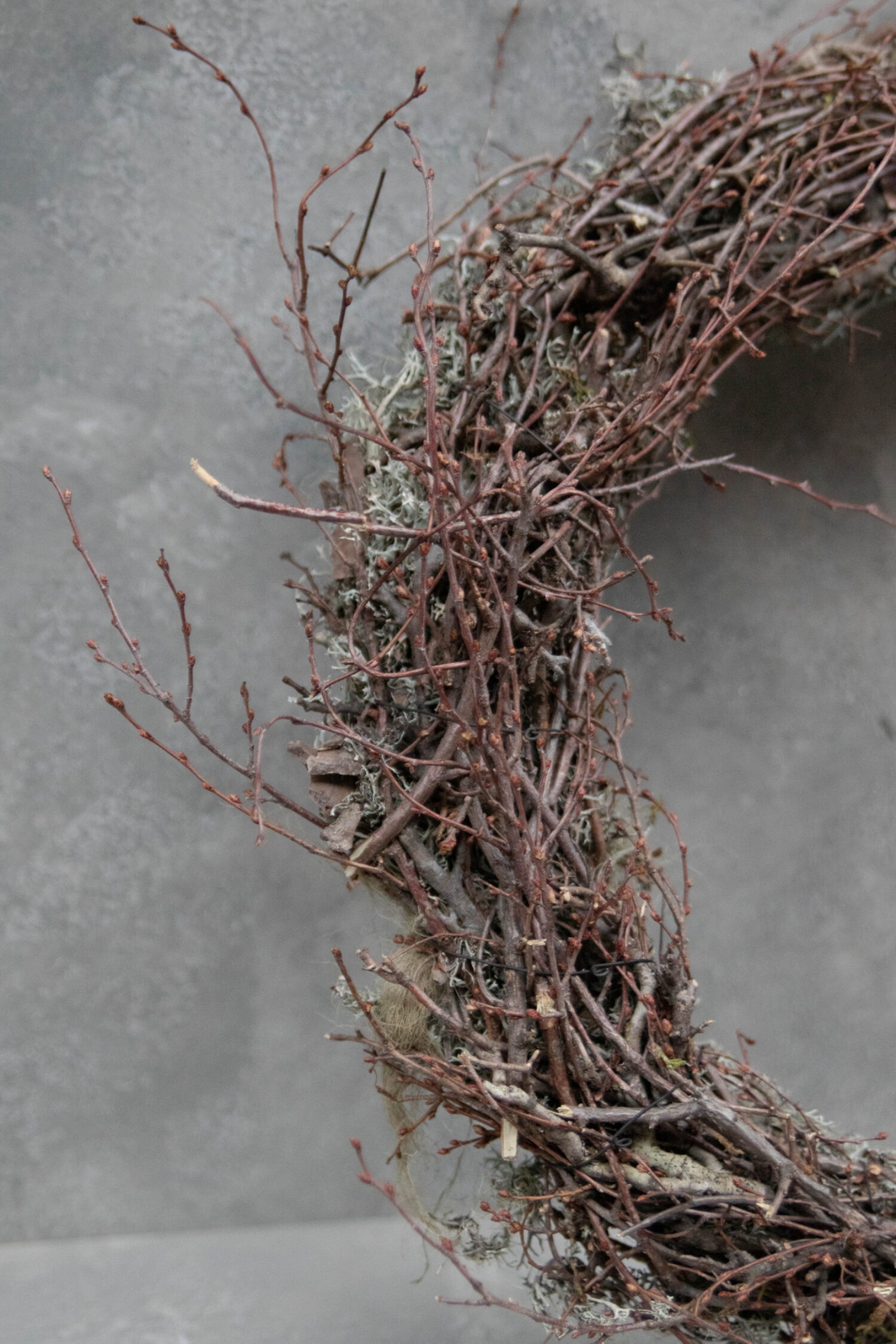 Grey moss wreath thin wild bonsai