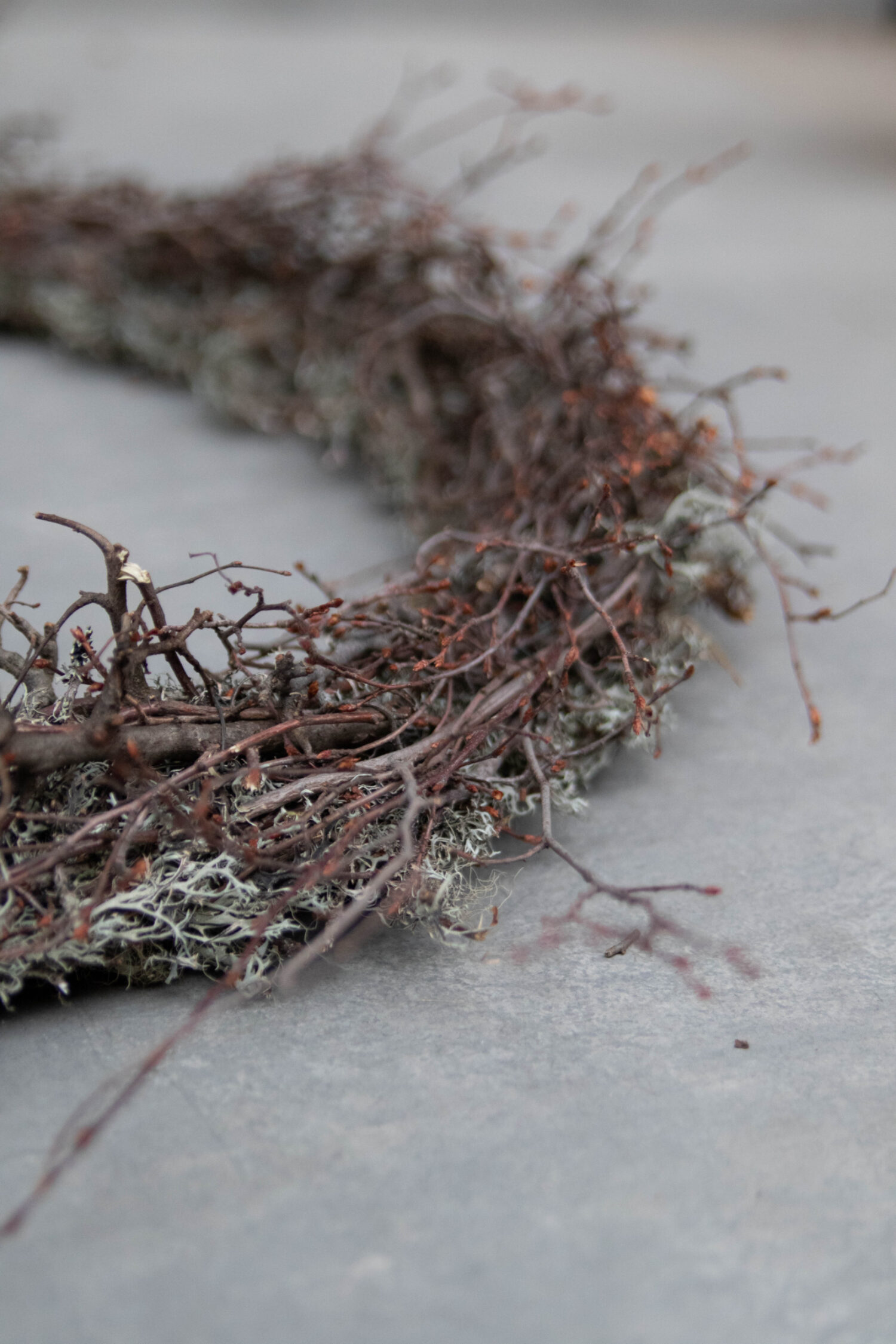 Grey moss wreath thin wild bonsai