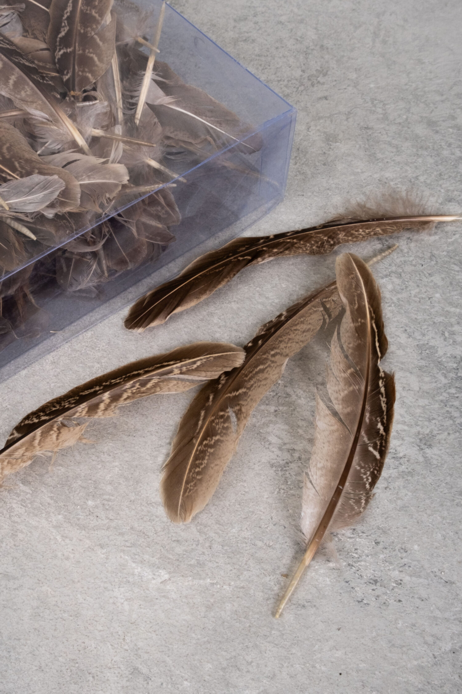 Pheasand feathers