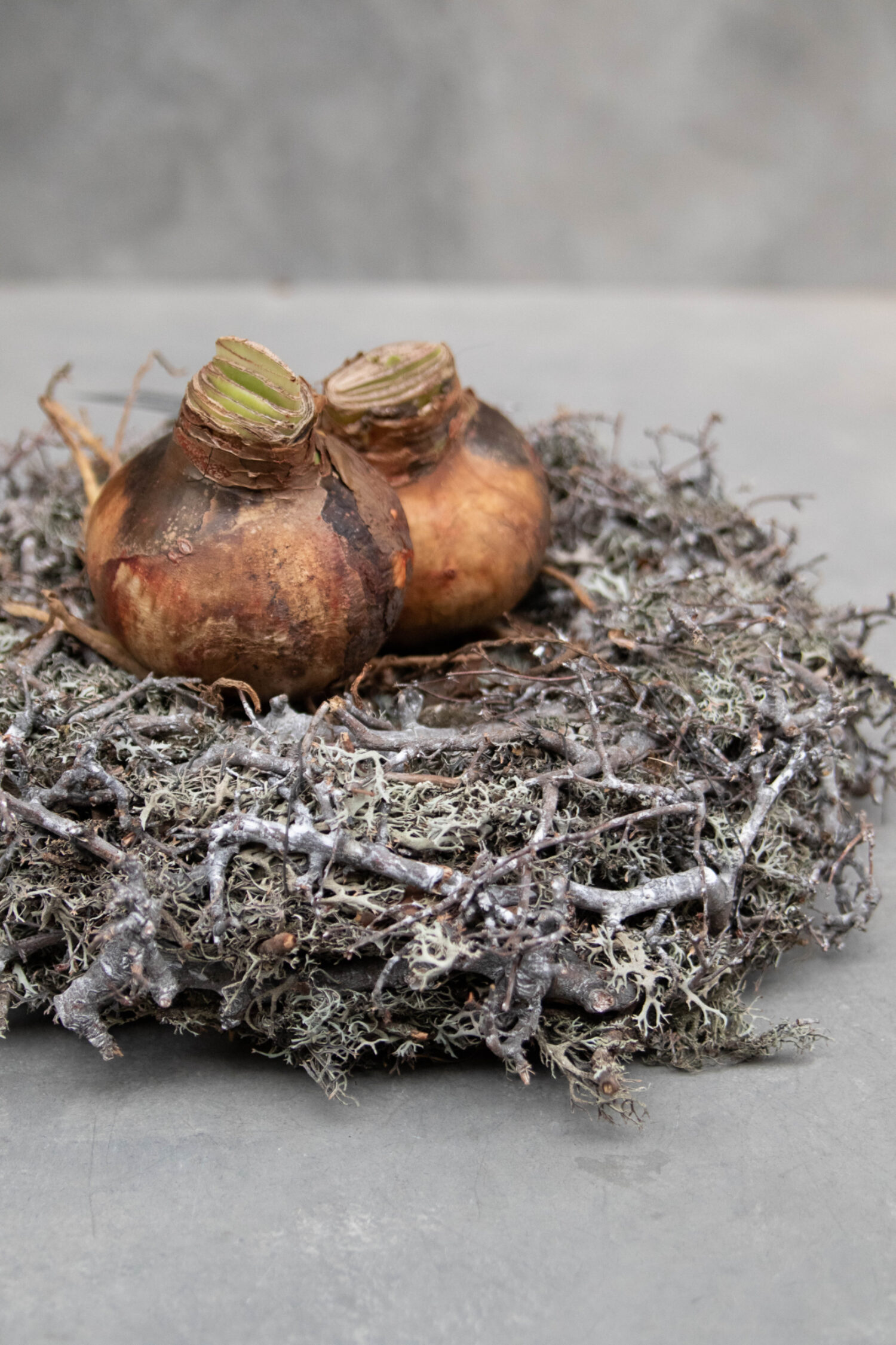 Grey moss wreath nest with bonsai