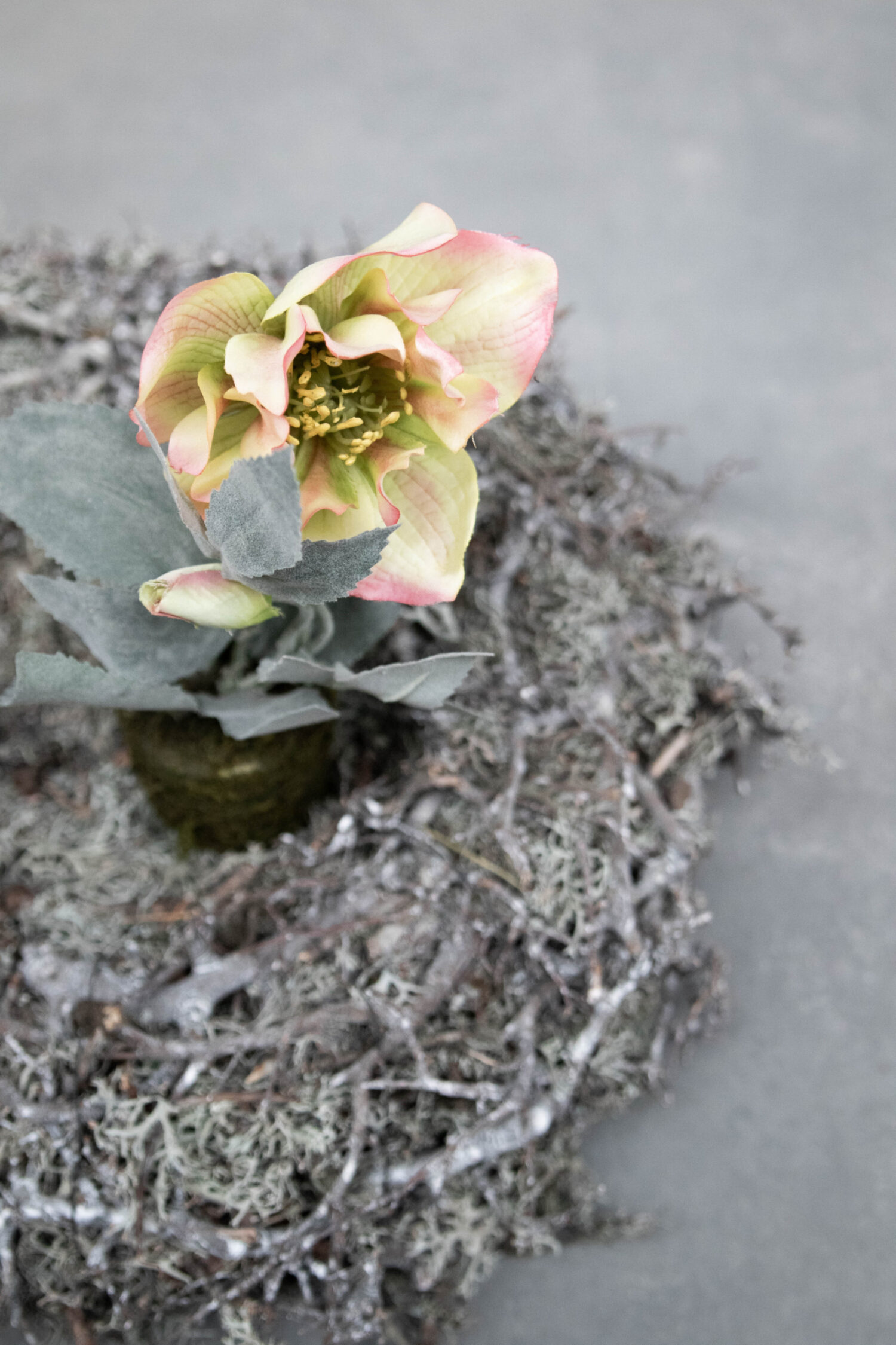 Grey moss wreath nest with bonsai