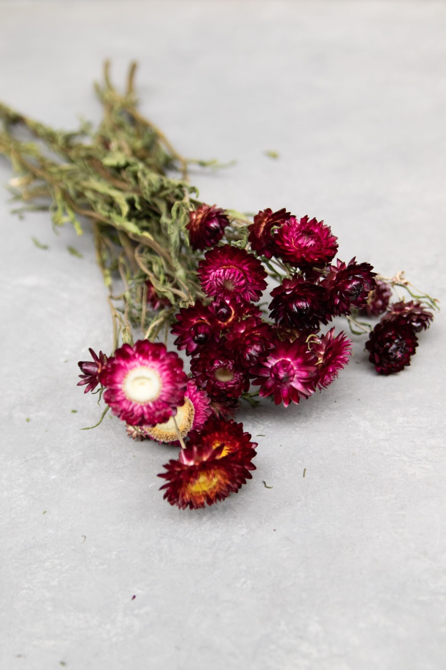 Helichrysum bunch natural