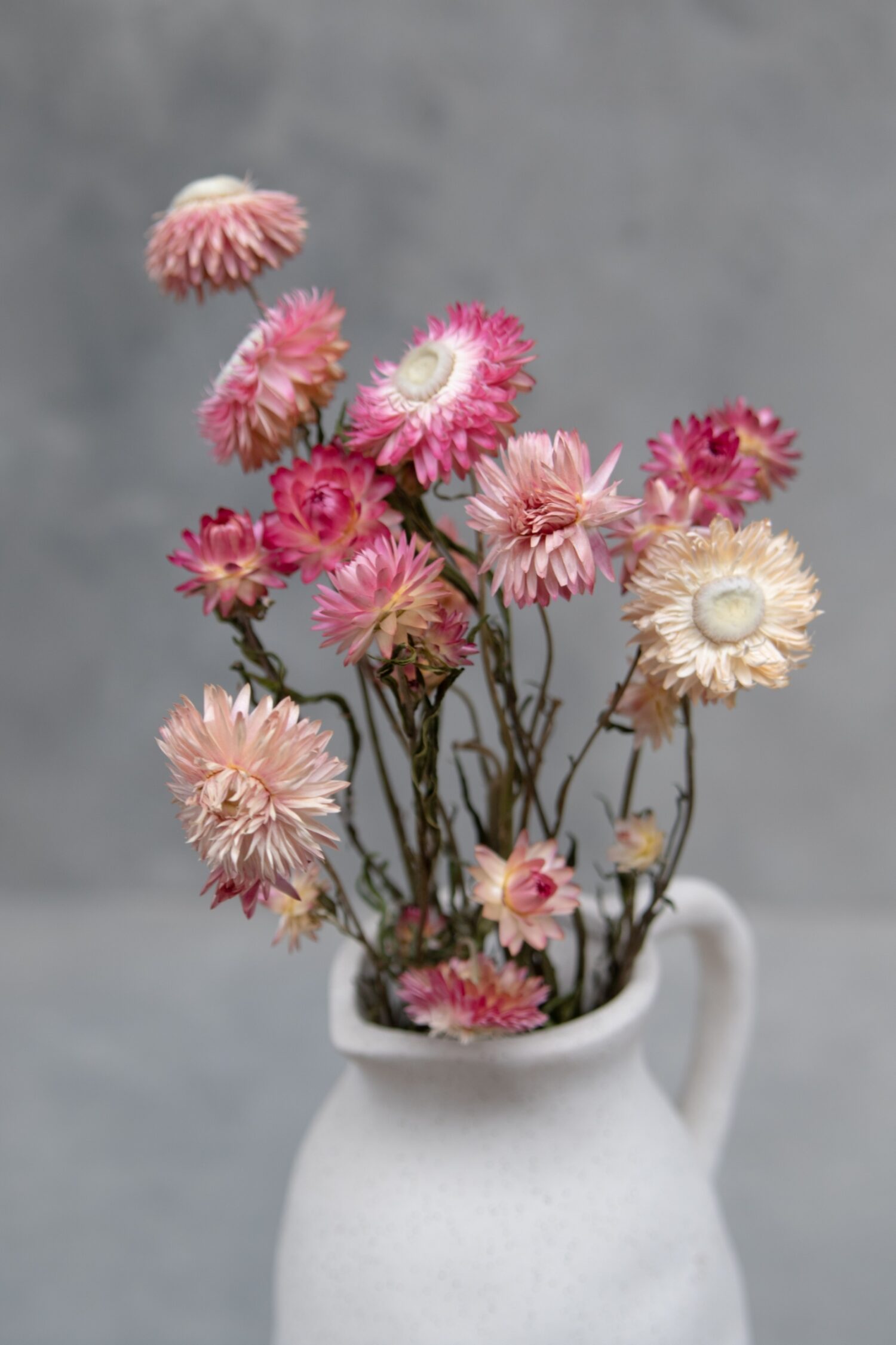 Helichrysum bunch natural