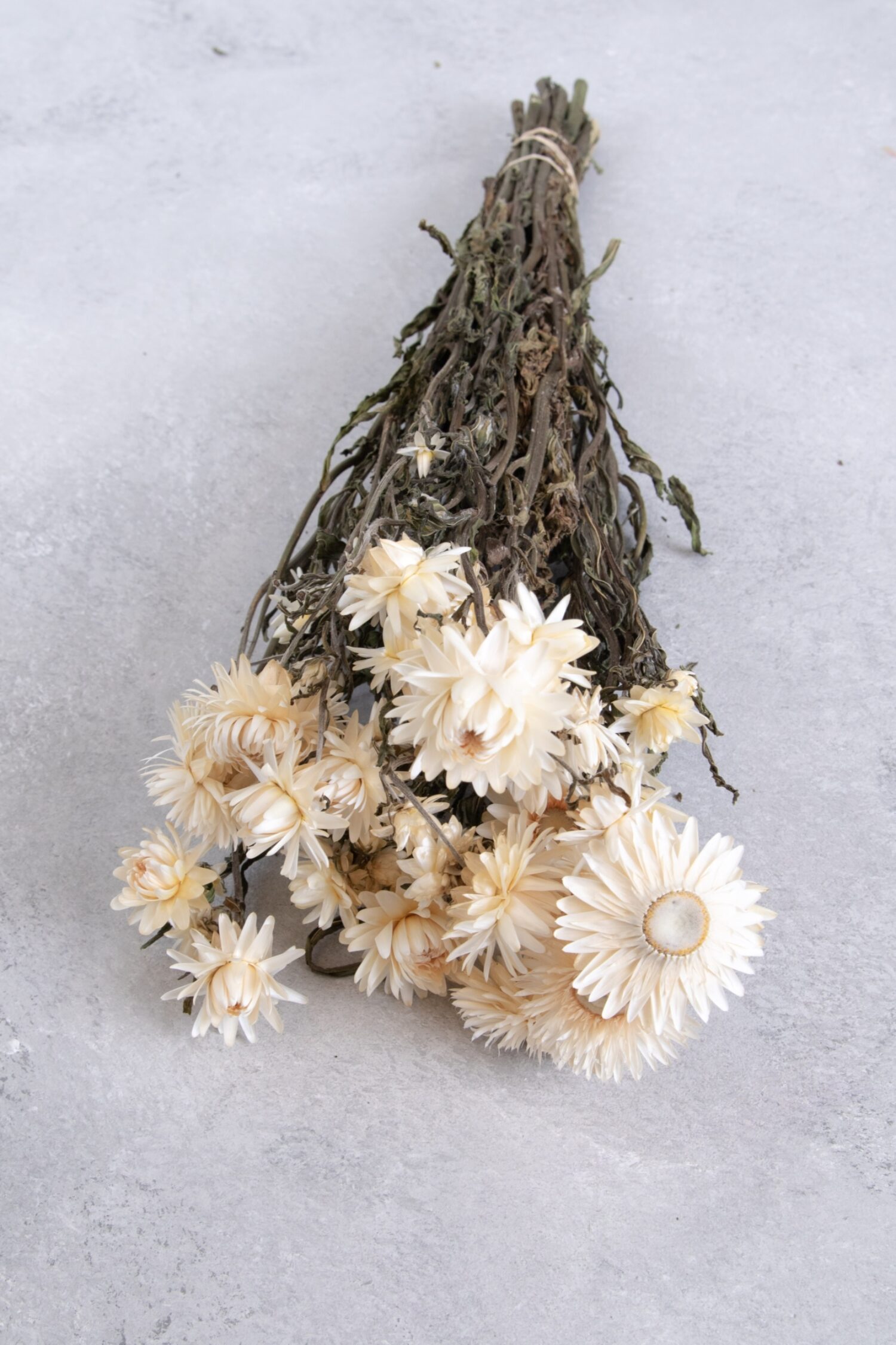 Helichrysum bunch natural