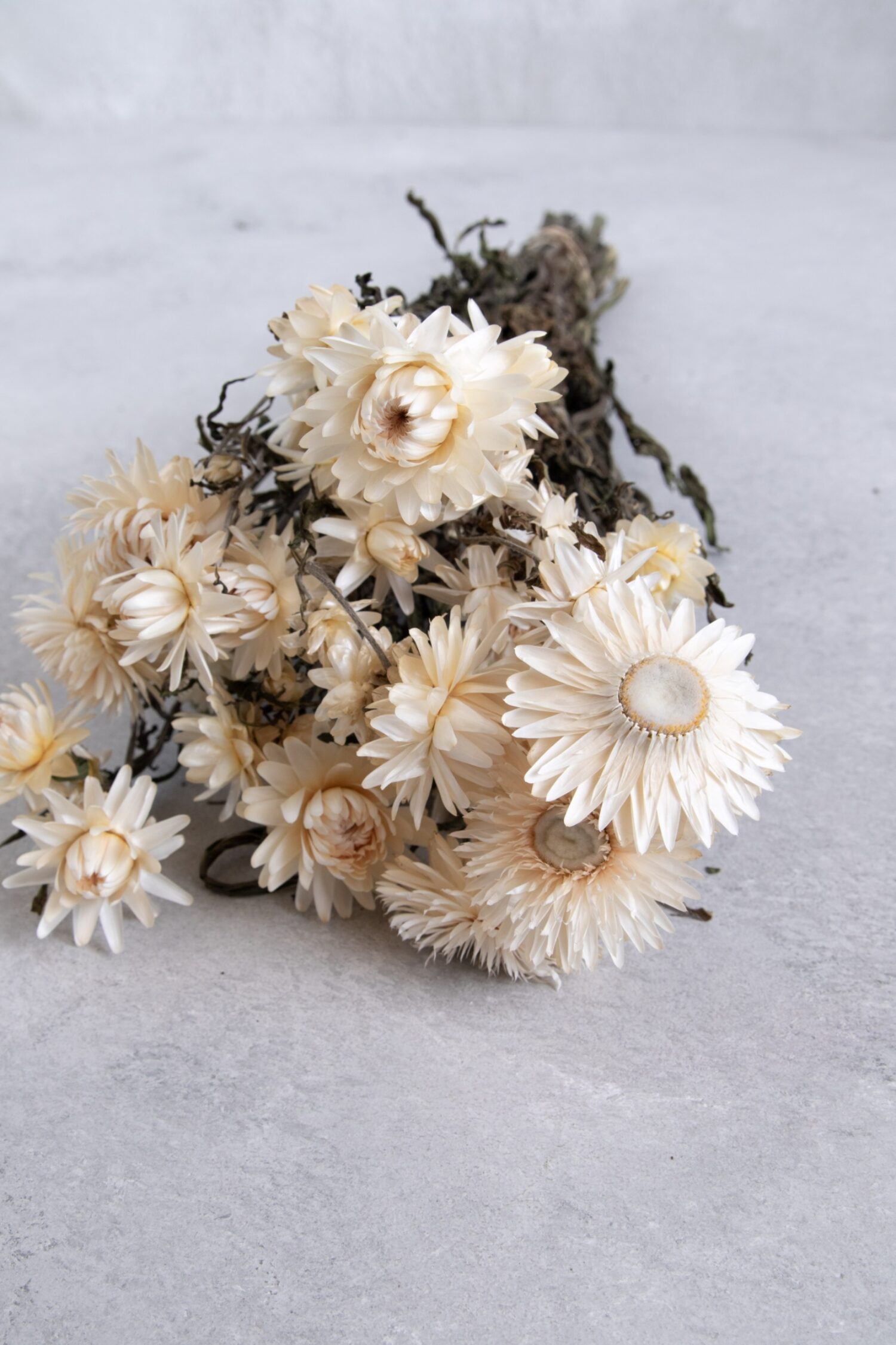Helichrysum bunch natural