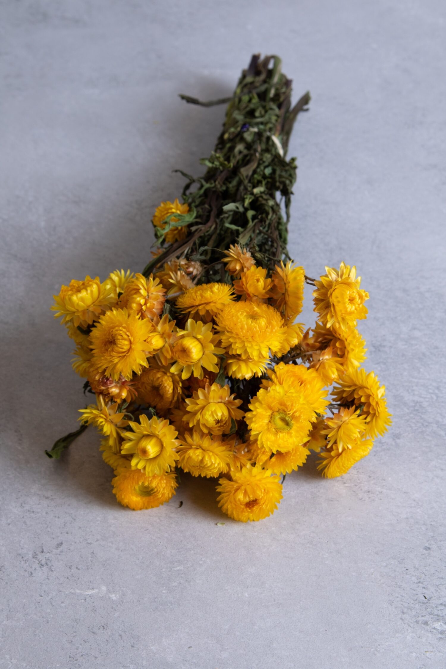 Helichrysum bunch natural