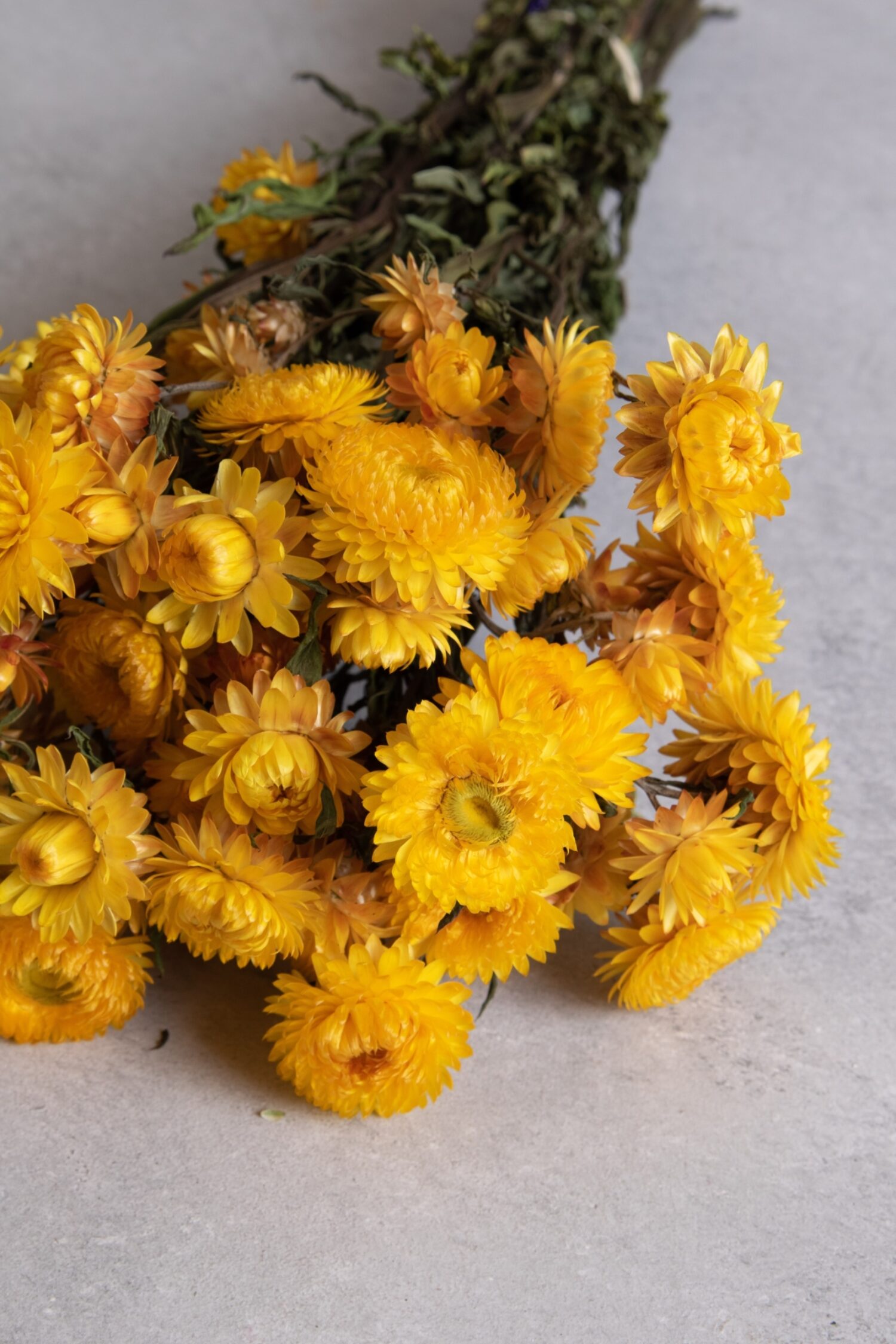Helichrysum bunch natural