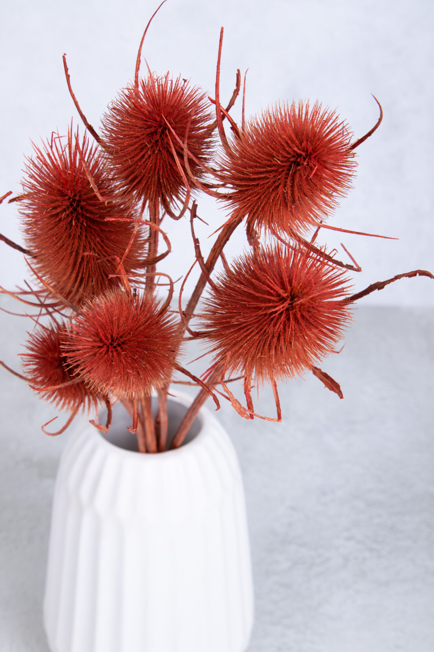 Dipsacus bunch