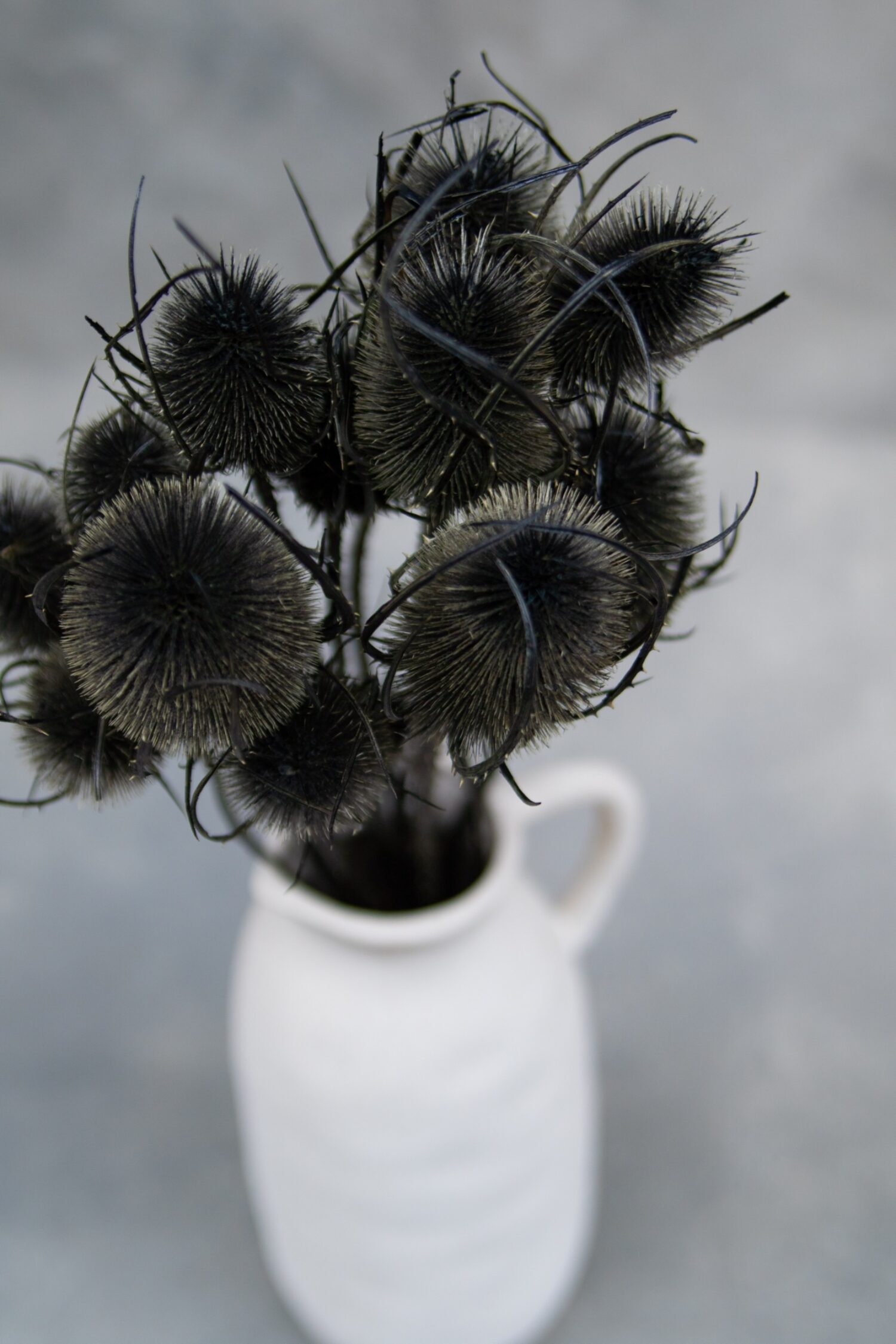 Dipsacus bunch