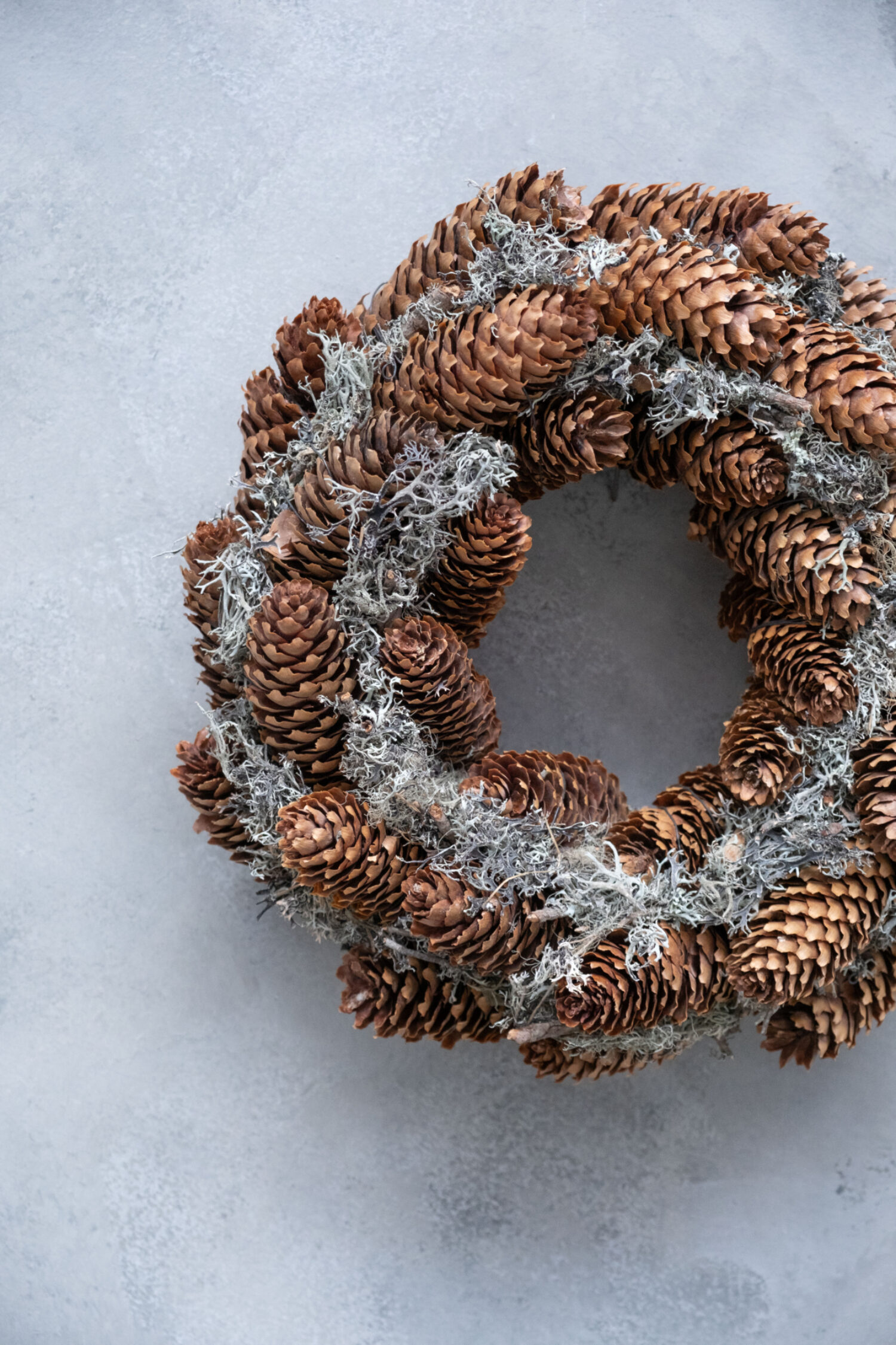 Grey moss wreath, Norway spruce