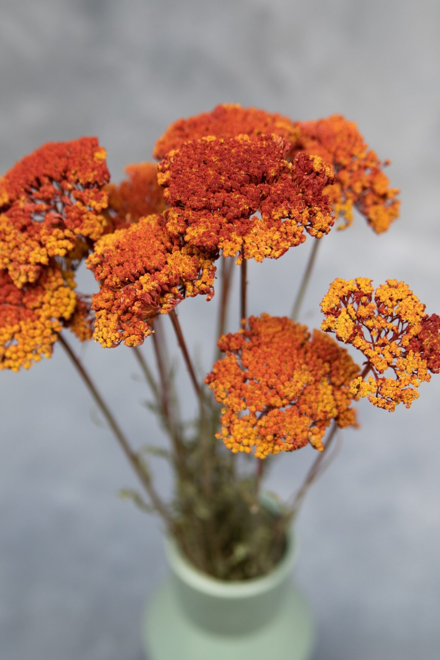 Achillea bundle