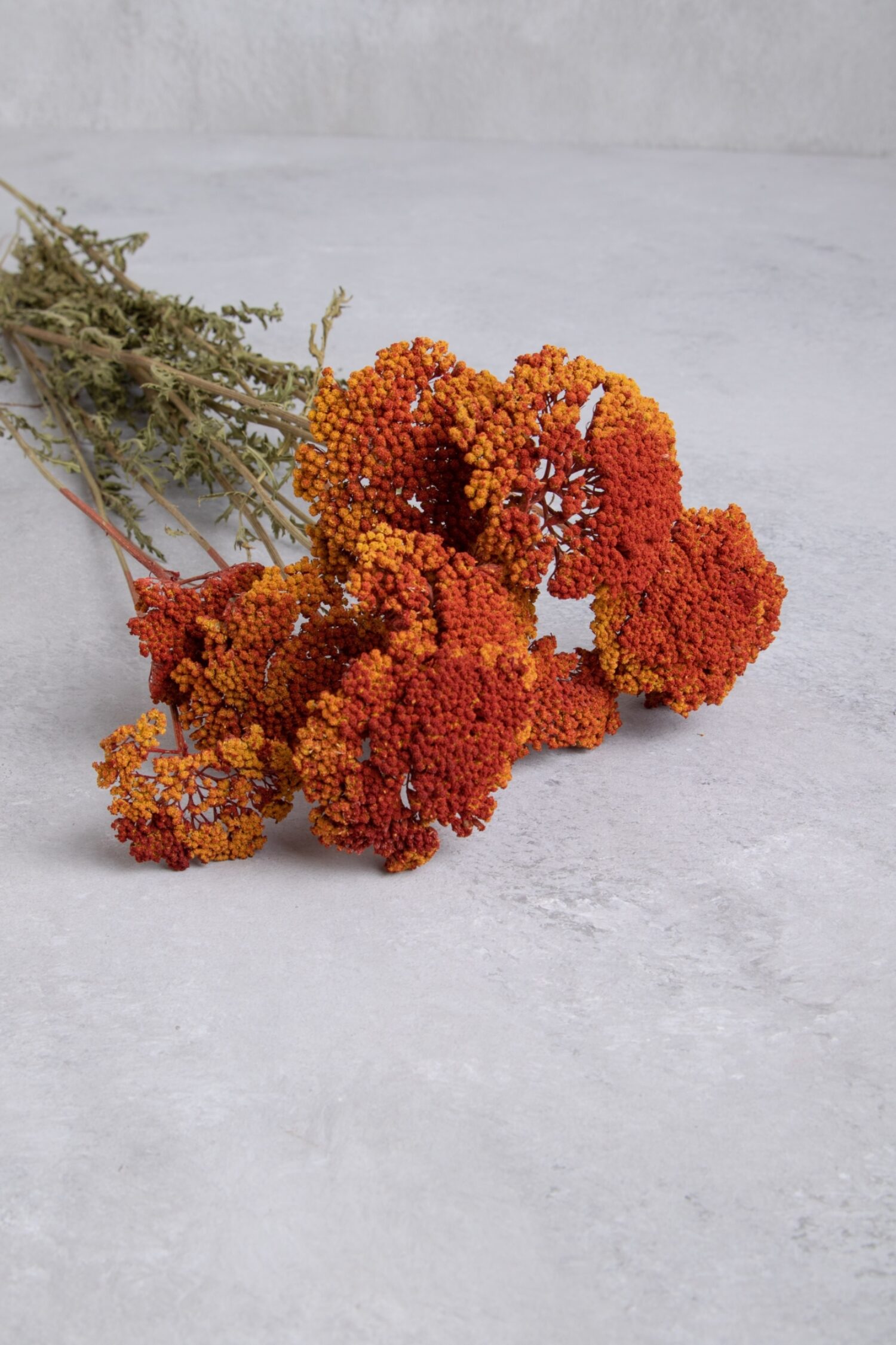 Achillea bundle