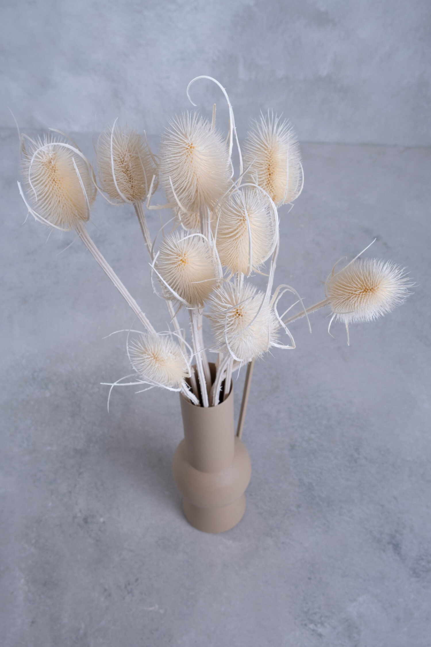Dipsacus bunch