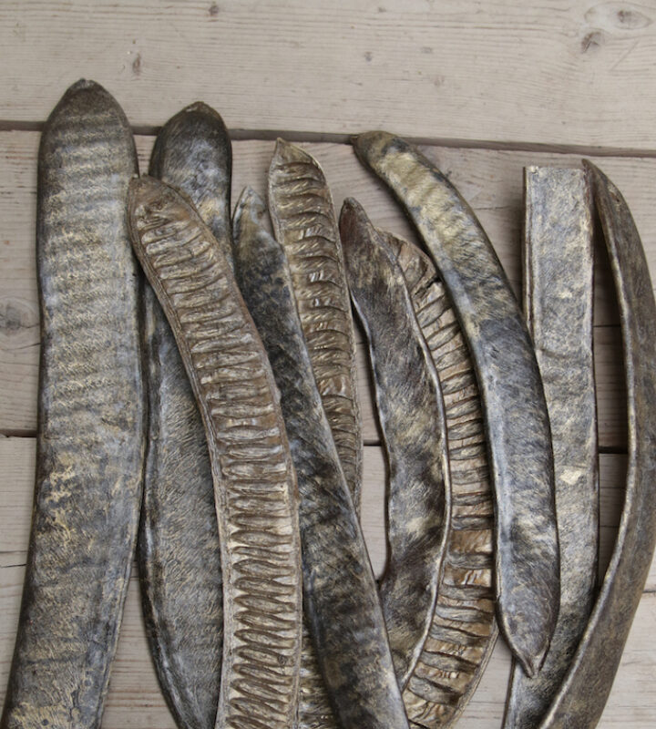 Festuca green in pot 61cm