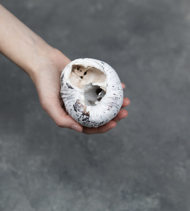 Moss wreath Norway spruce