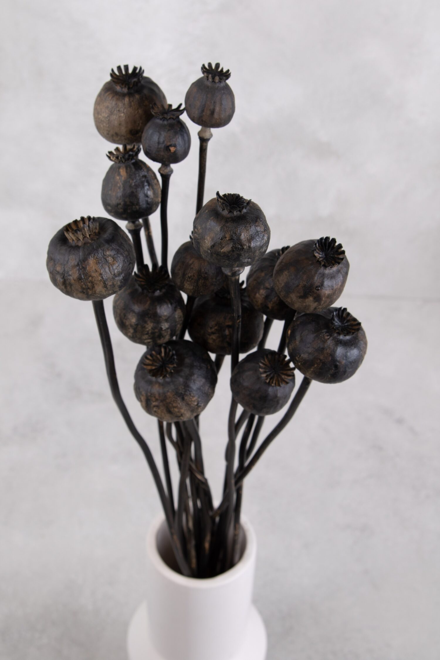 Guinea feathers natural