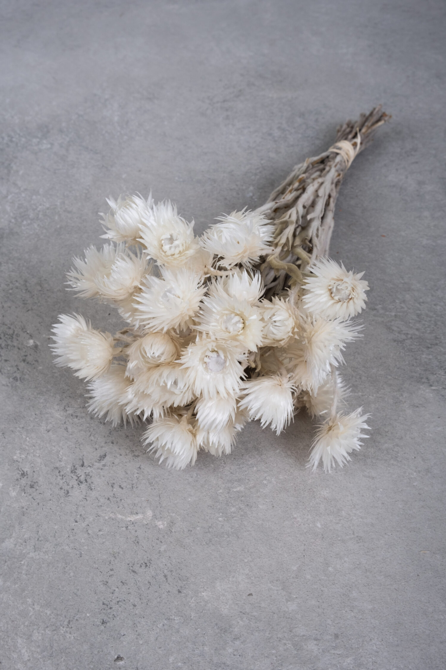 Helichrysum kaaps flower