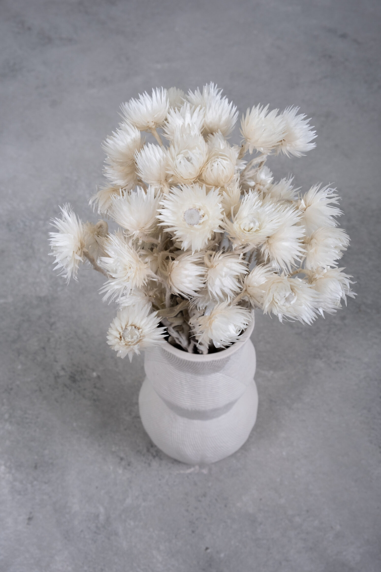 Helichrysum kaaps flower