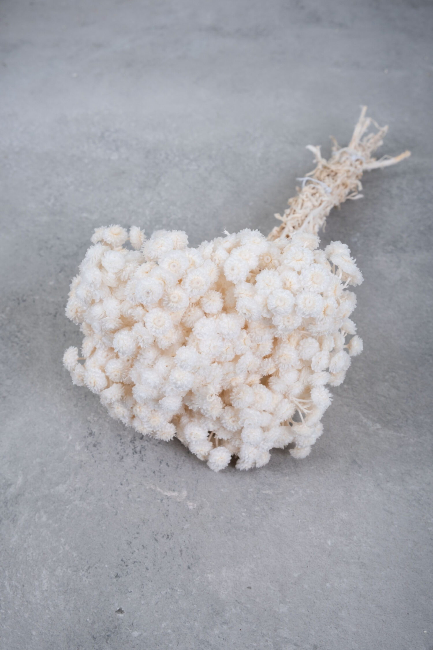 Helichrysum immortelle