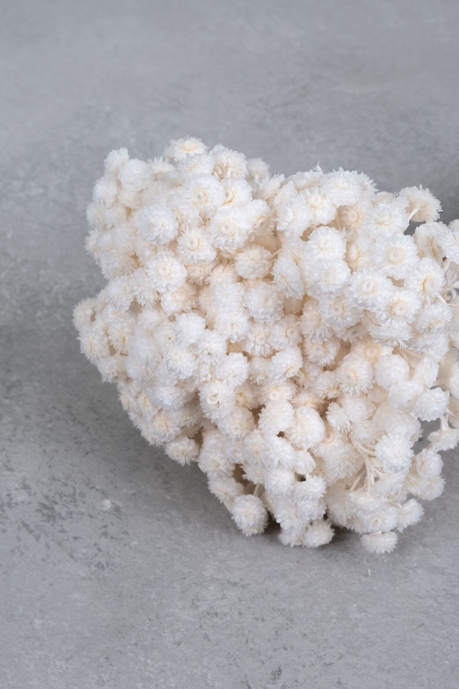 Helichrysum immortelle