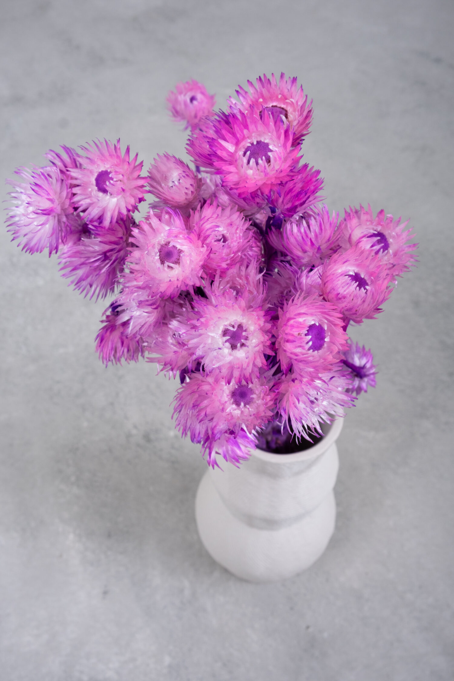 Helichrysum kaaps flower