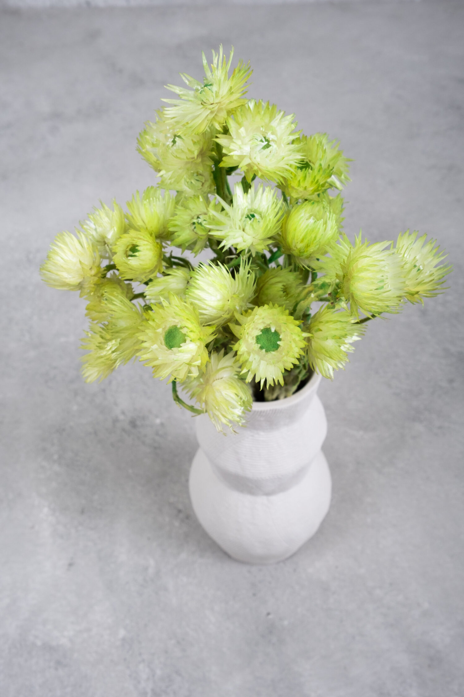 Helichrysum kaaps flower