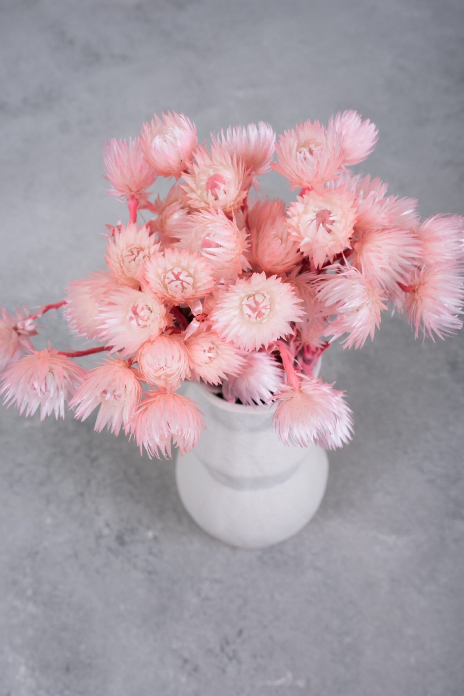 Helichrysum kaaps flower